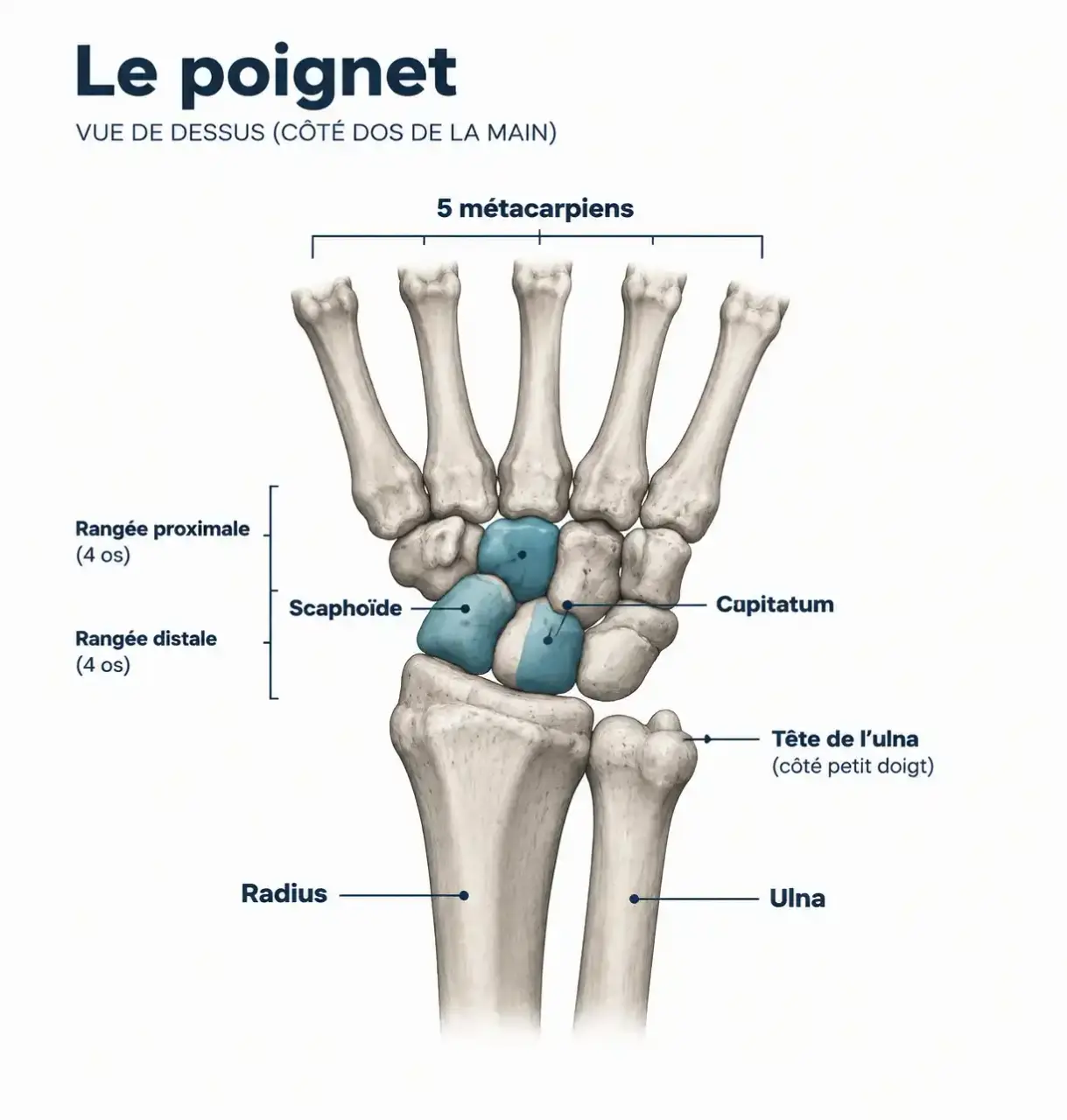 Schéma de l'anatomie du poignet pour comprendre un os du poignet qui ressort : os du carpe, radius, ulna et tête de l'ulna